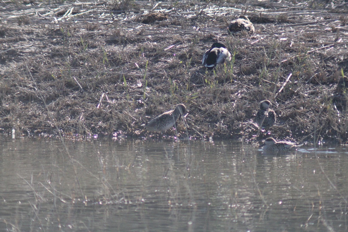 Marbled Duck - ML647611659