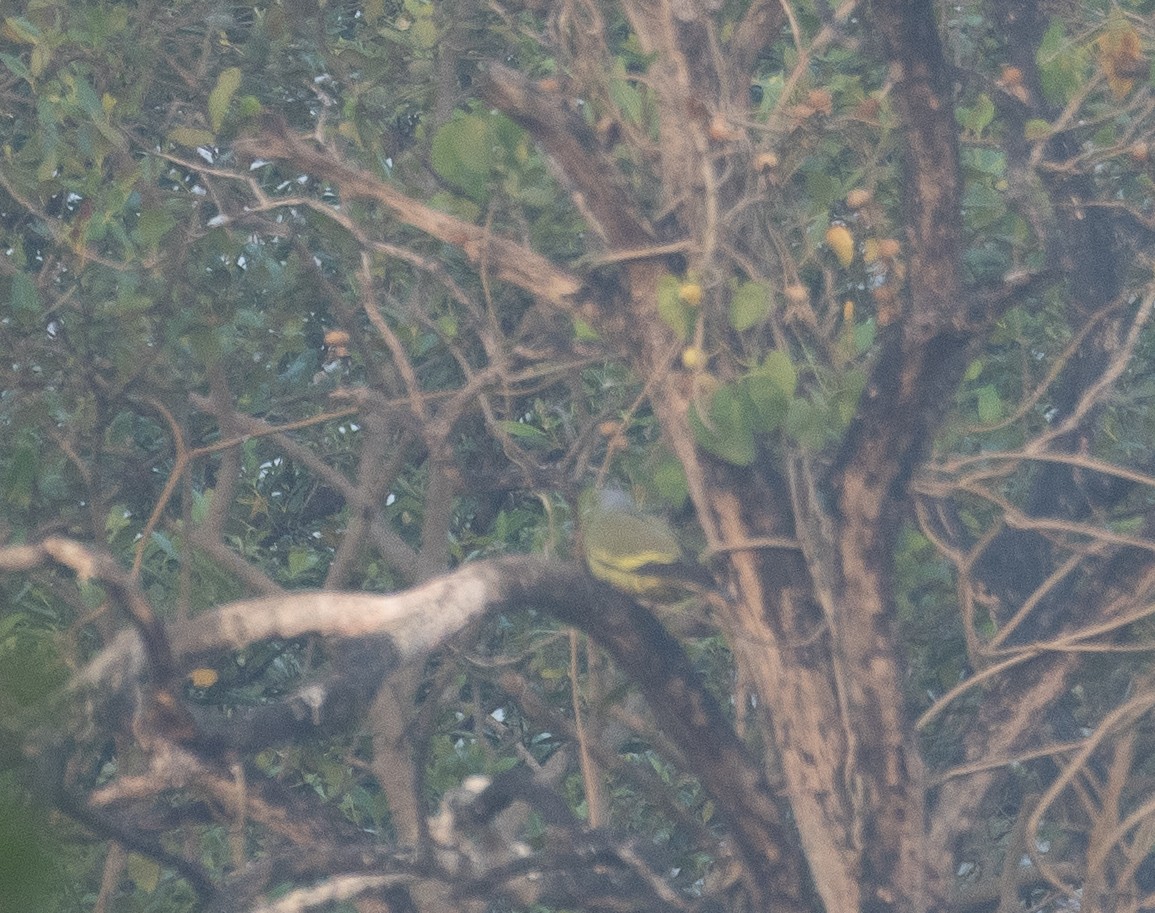 Orange-breasted Green-Pigeon - ML647611686