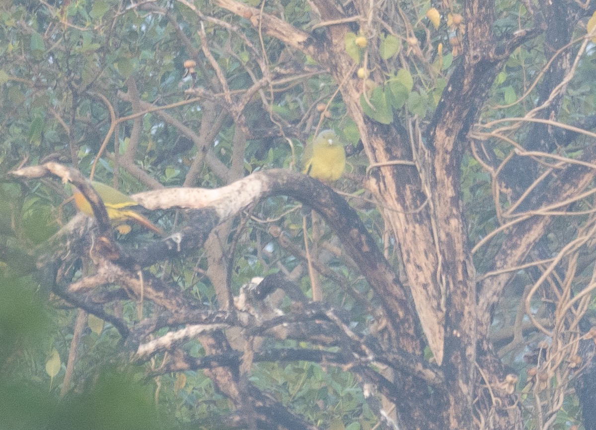 Orange-breasted Green-Pigeon - ML647611696