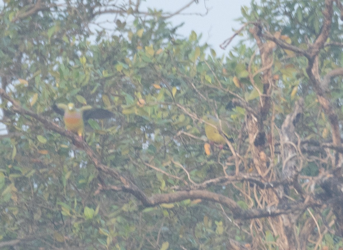 Orange-breasted Green-Pigeon - ML647611697