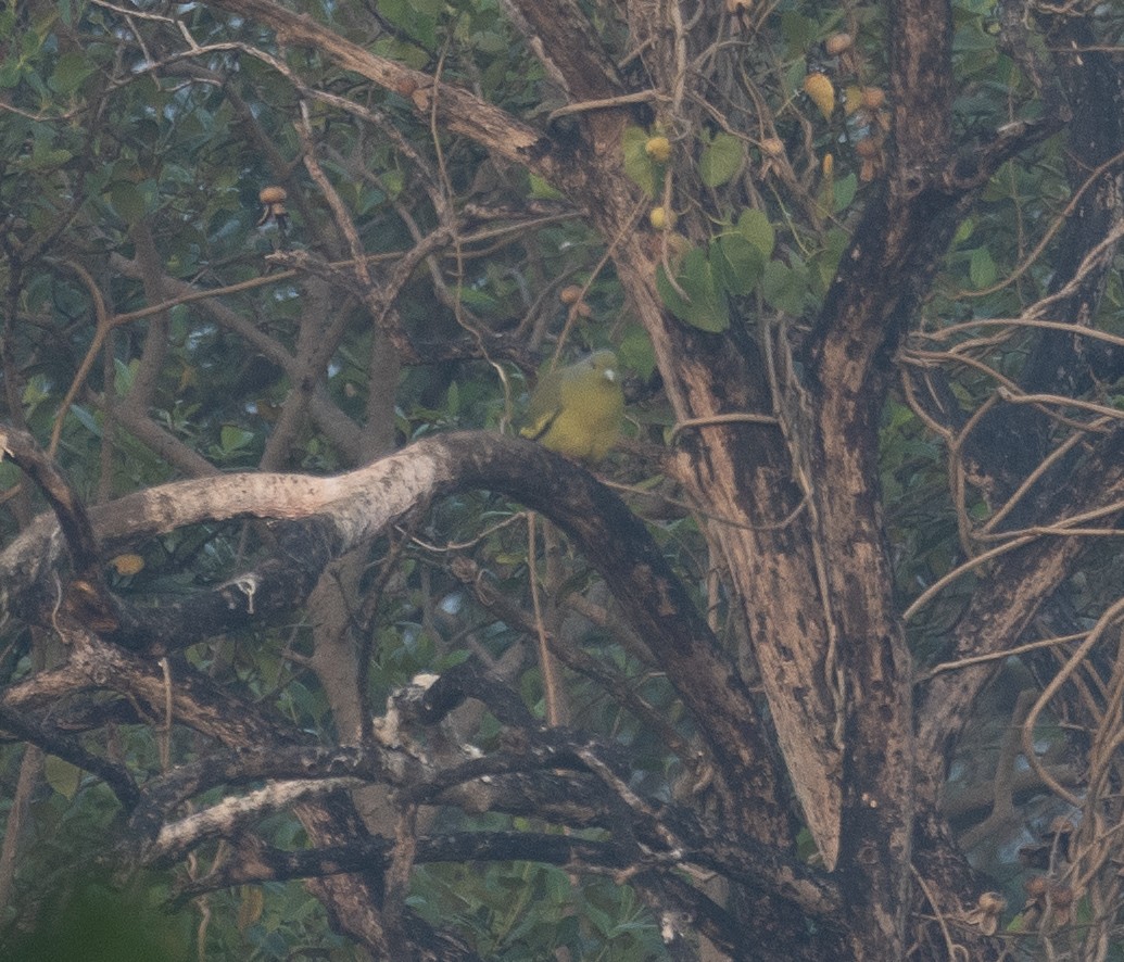 Orange-breasted Green-Pigeon - ML647611698