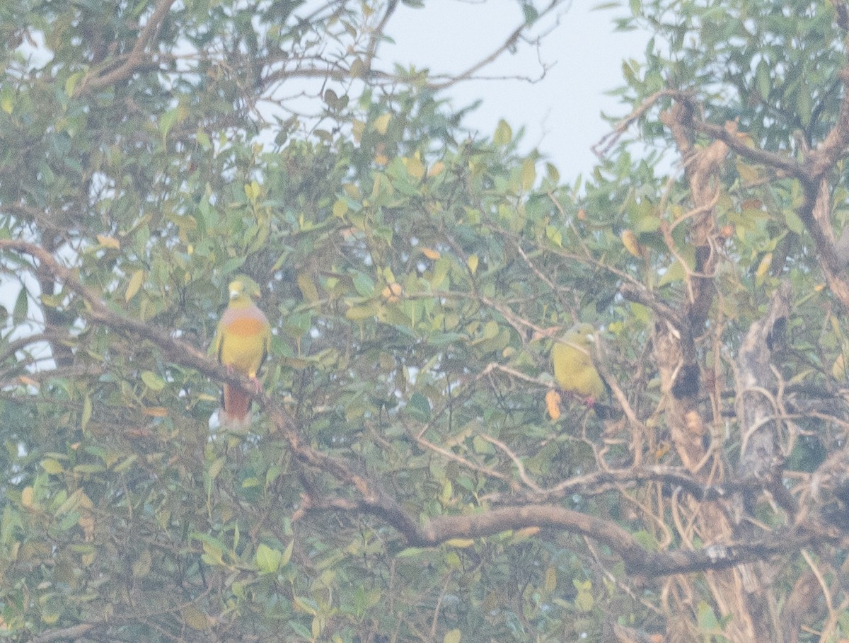 Orange-breasted Green-Pigeon - ML647611700
