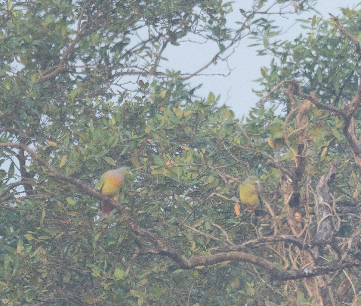 Orange-breasted Green-Pigeon - ML647611702