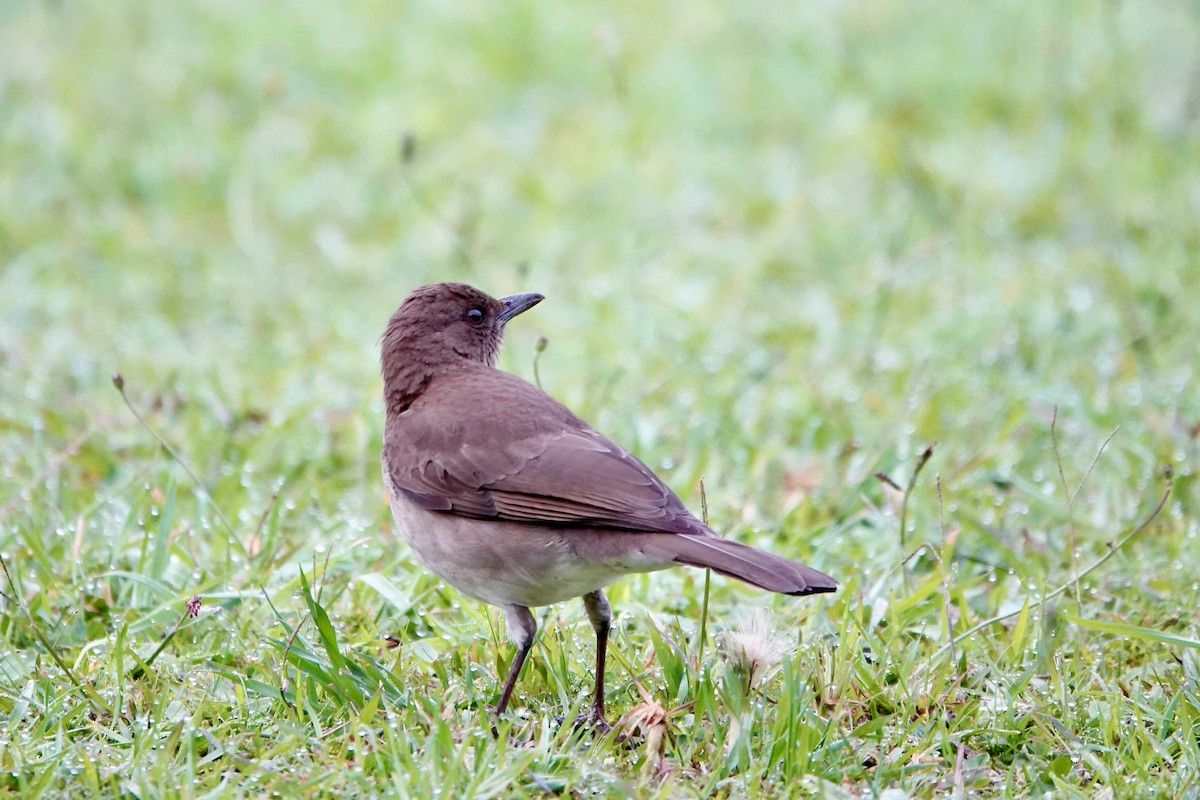 Black-billed Thrush - ML647611714