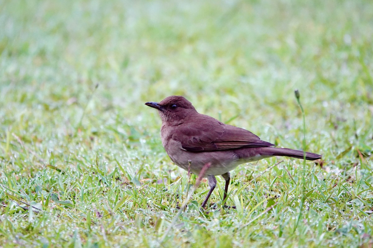 Black-billed Thrush - ML647611715