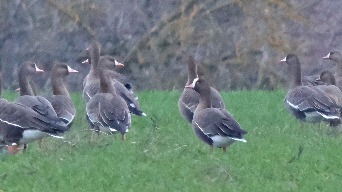 Küçük Sakarca - ML647611720