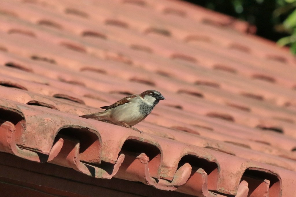 Gorrión Común - ML647611805