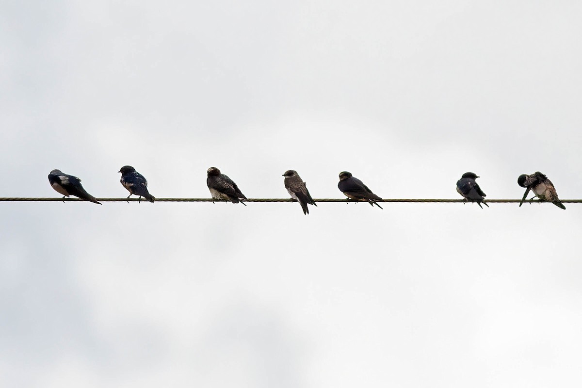 Bank Swallow - ML647611807