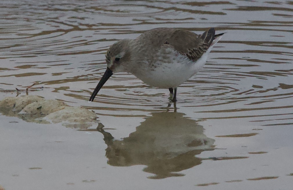 Dunlin - ML647611833