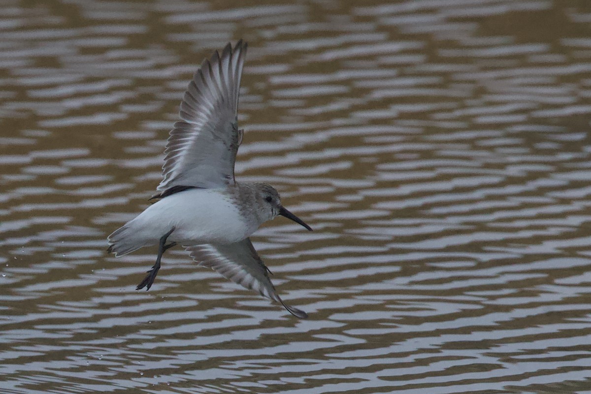 Dunlin - ML647611834