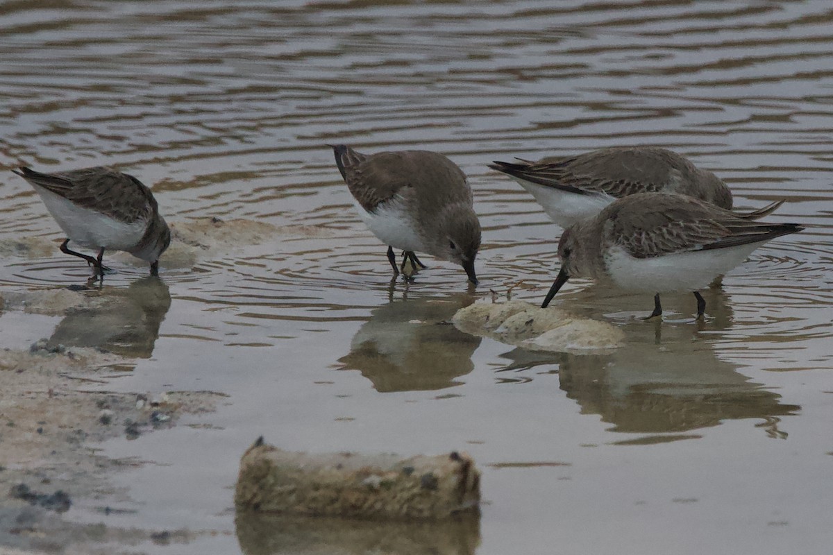 Dunlin - ML647611835