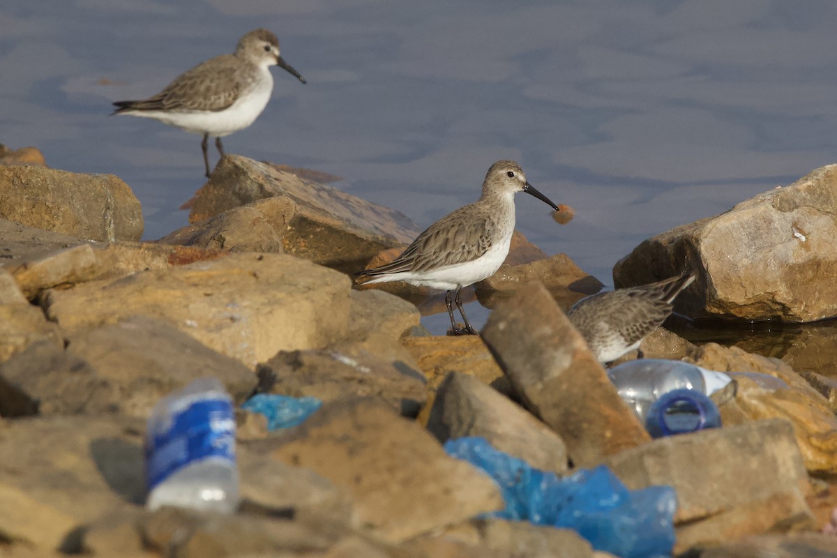 Dunlin - ML647611836