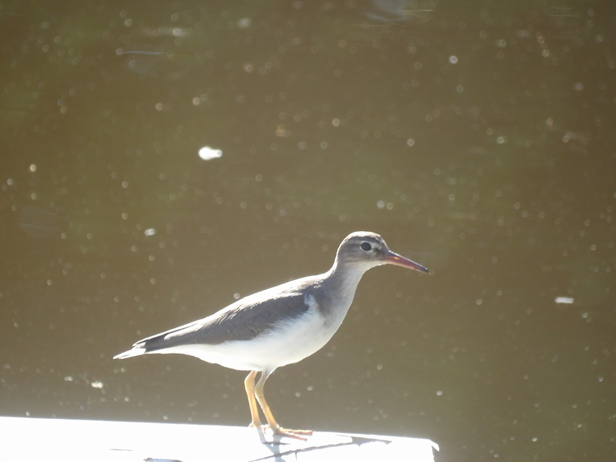 Drosseluferläufer - ML647611842