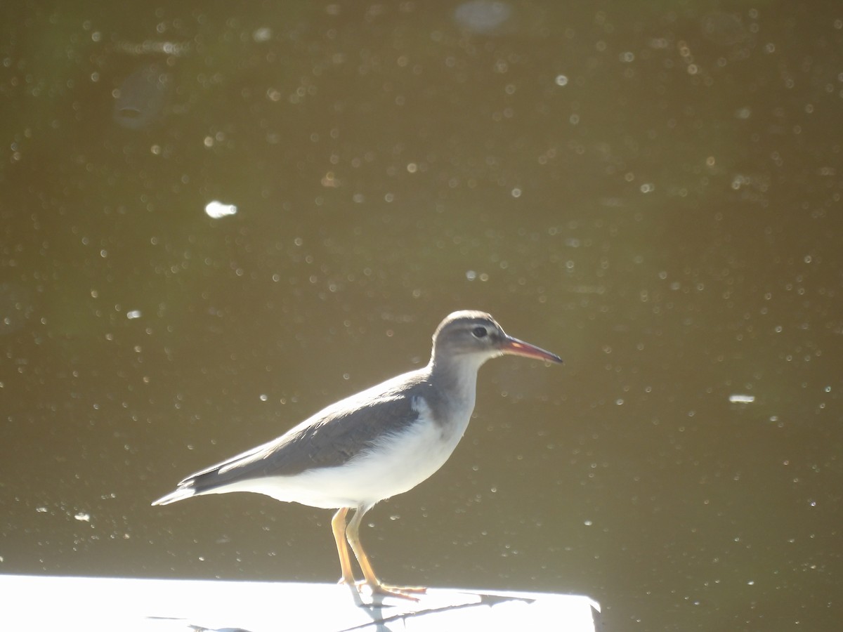 Drosseluferläufer - ML647611843