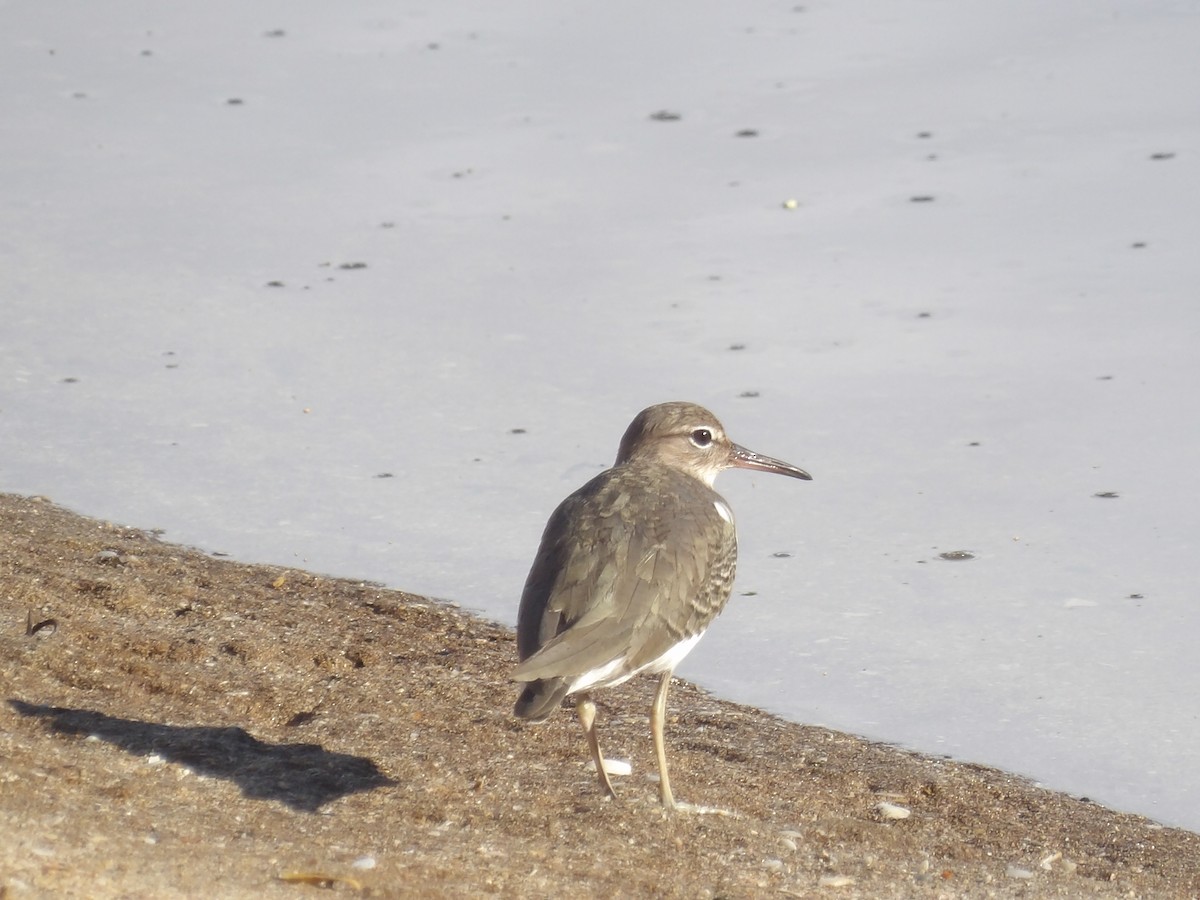 Drosseluferläufer - ML647611846