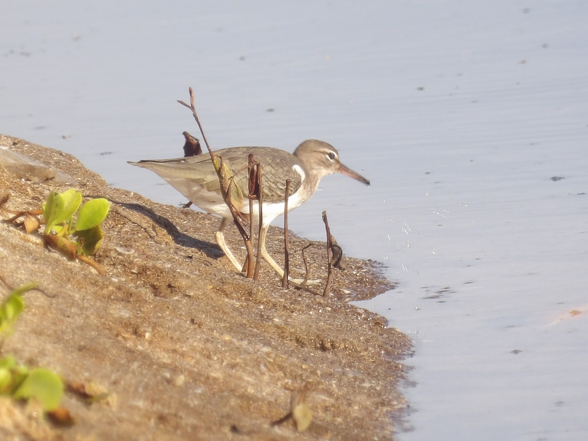 Drosseluferläufer - ML647611847