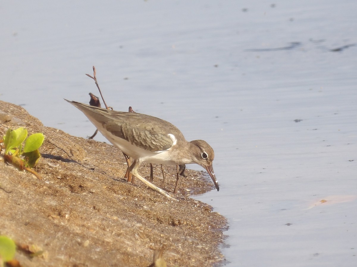 Drosseluferläufer - ML647611848