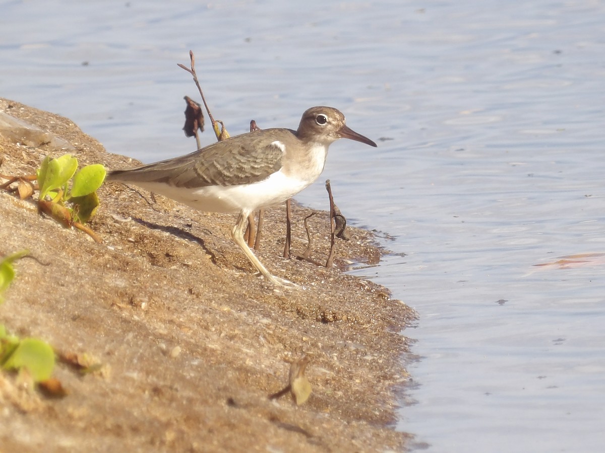 Drosseluferläufer - ML647611849