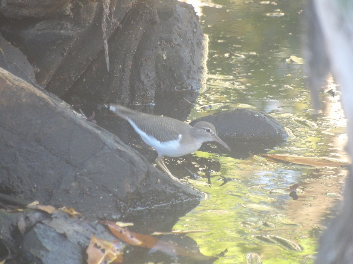 Drosseluferläufer - ML647611850