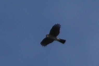 Rundschwanzhabicht - ML647611853