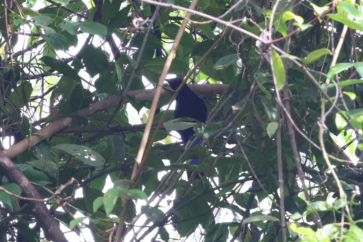 Türkisfeenvogel - ML647611854