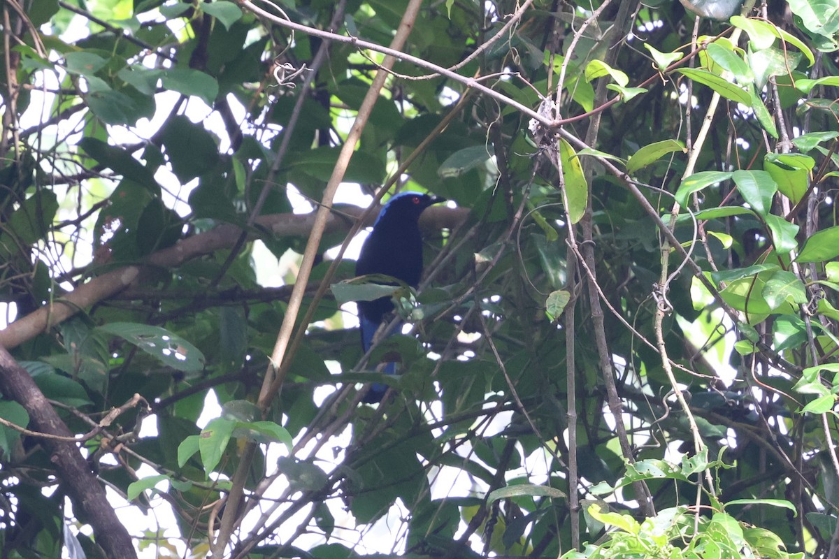 Türkisfeenvogel - ML647611855