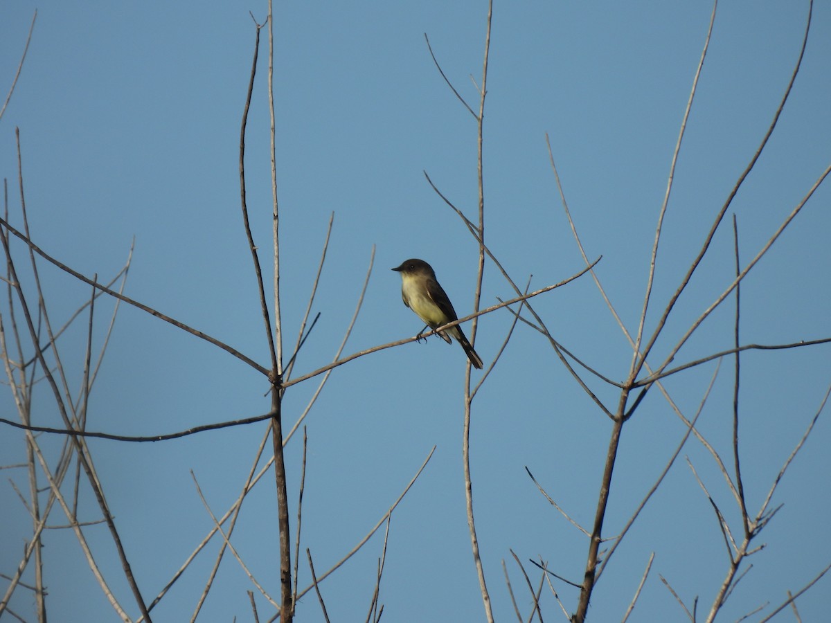 Weißbauch-Phoebetyrann - ML647611856