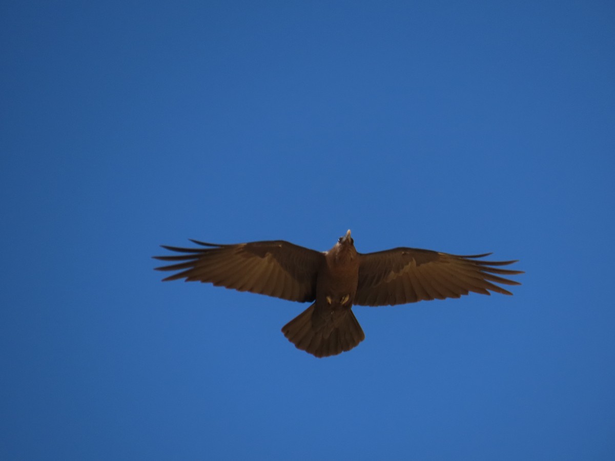 Wüstenrabe - ML647611857