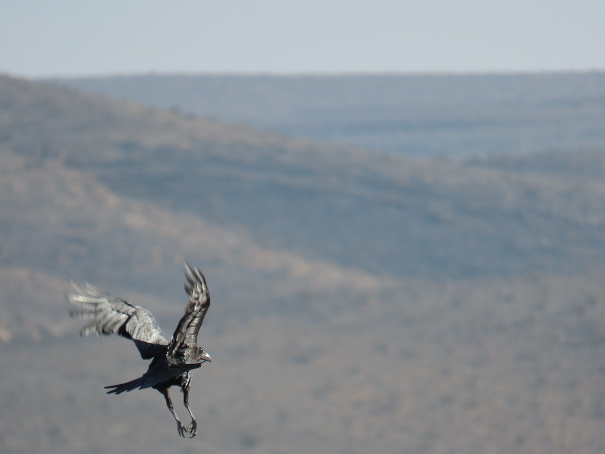 Wüstenrabe - ML647611858