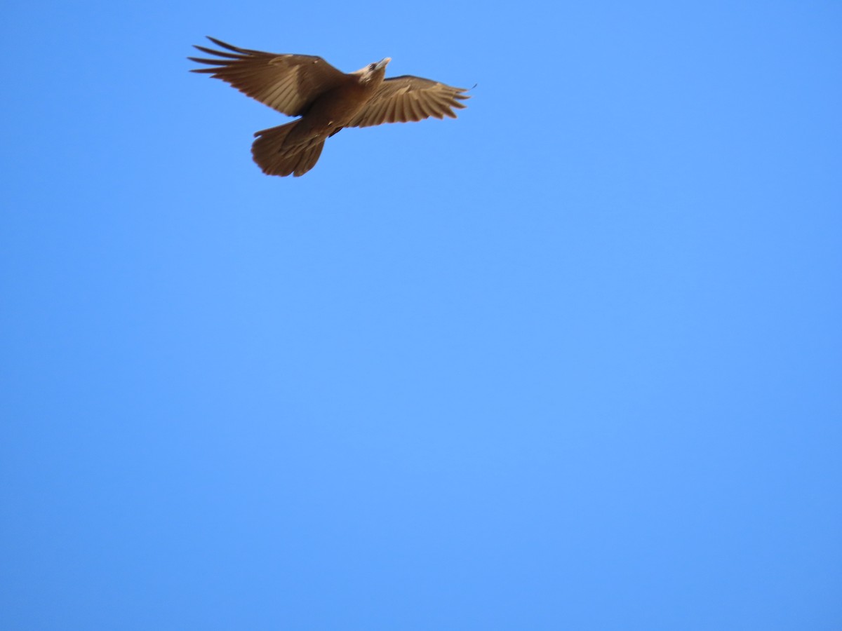 Wüstenrabe - ML647611859