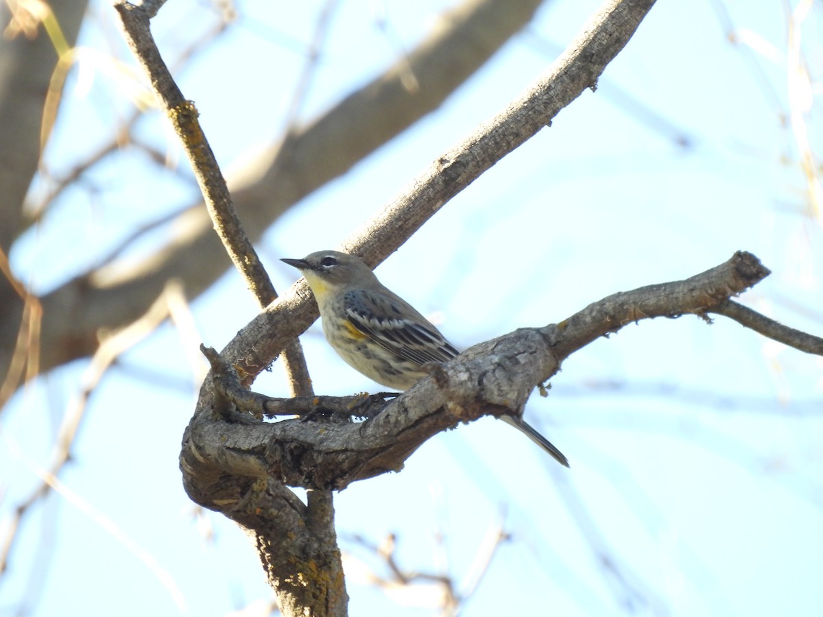 Kronenwaldsänger - ML647611862