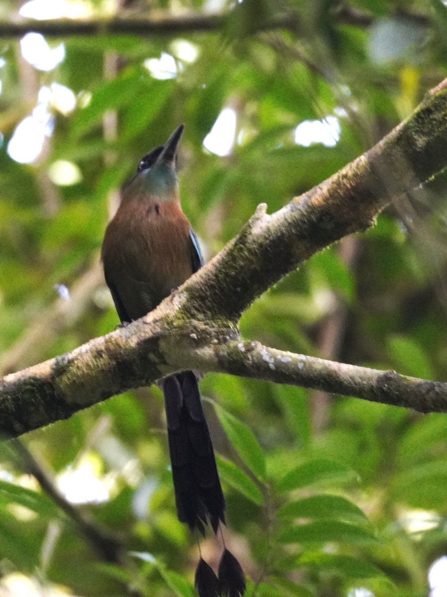 Diademmotmot - ML647611865