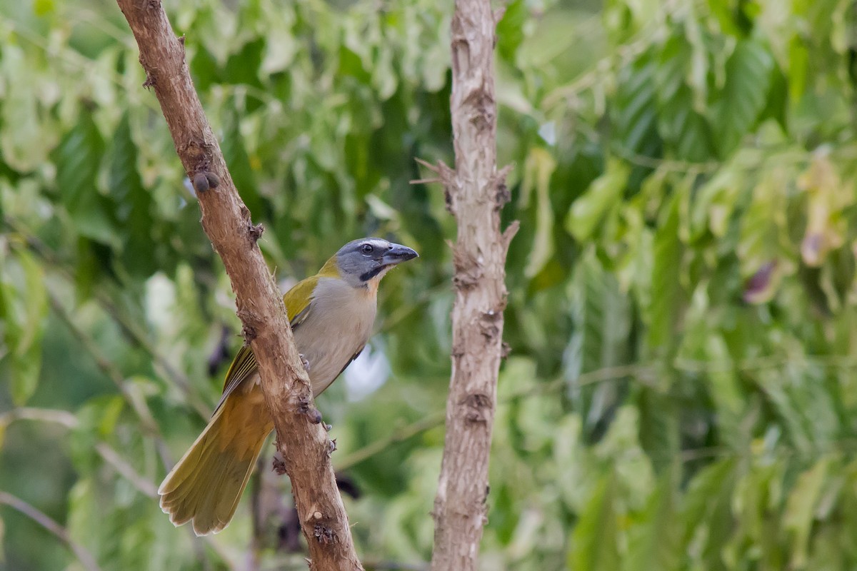 Buntkehlsaltator - ML647611867