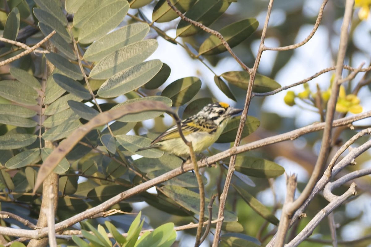 Gelbstirn-Bartvogel - ML647611868