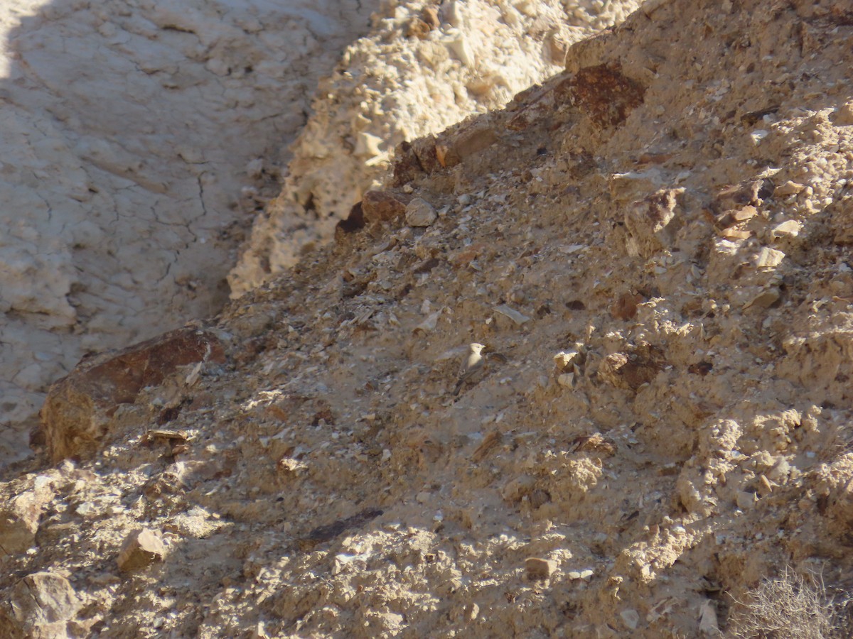 Steinlerche - ML647611870