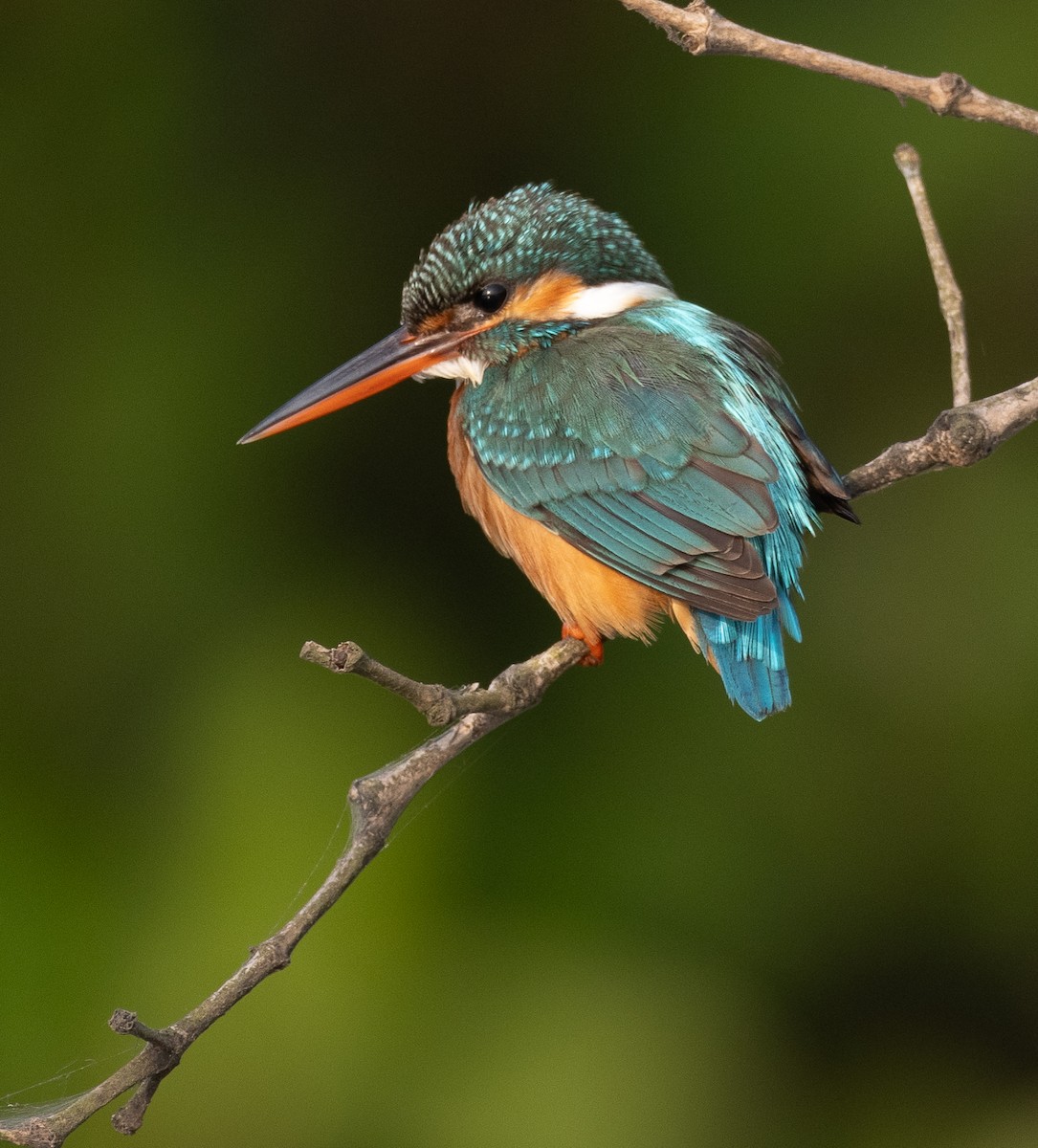 Eisvogel - ML647611874