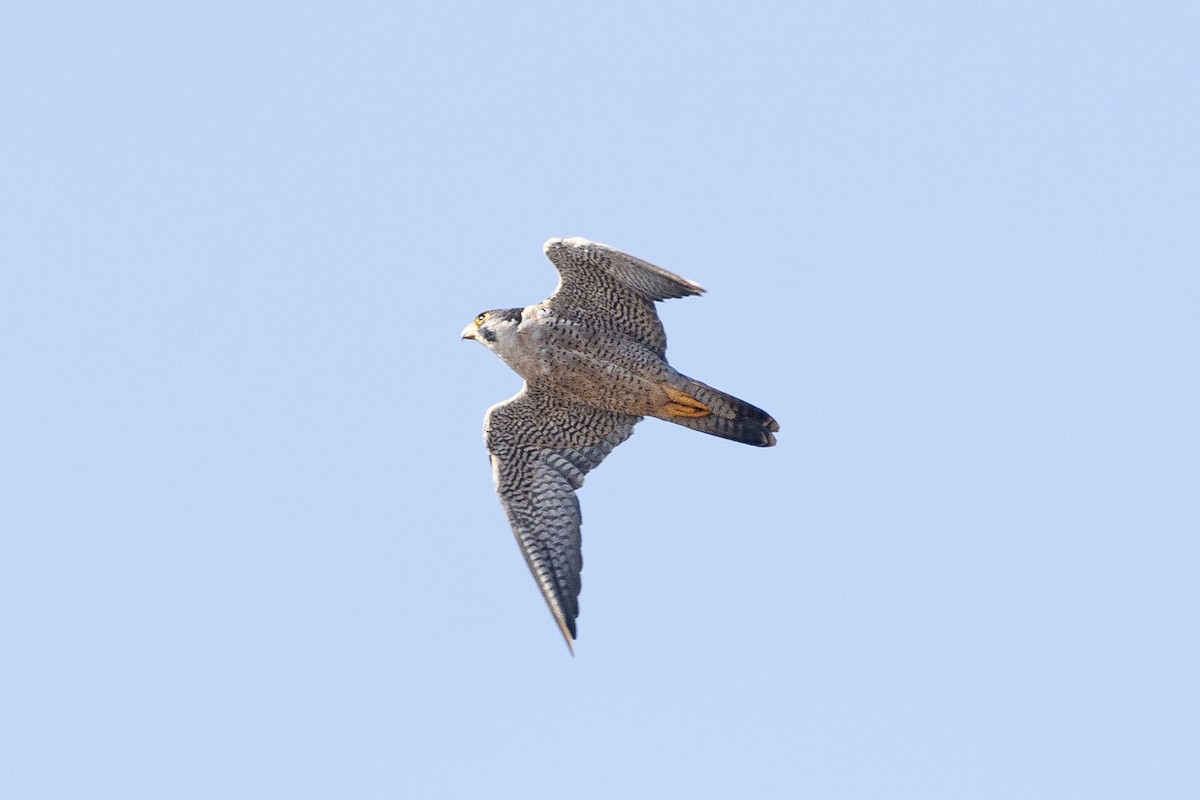 Wanderfalke - ML647611876