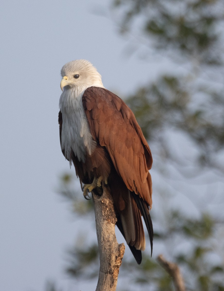 Brahmanenmilan - ML647611878