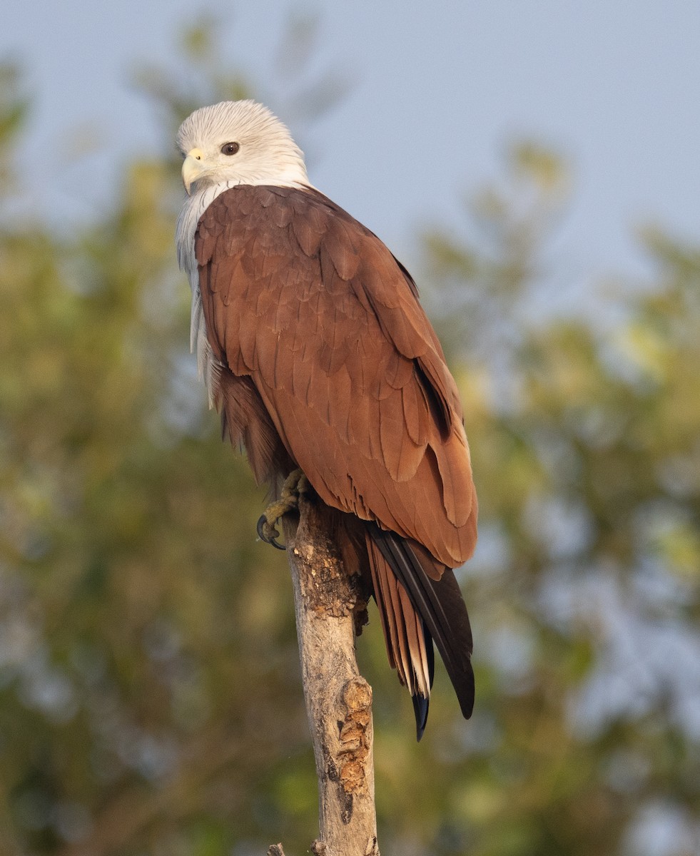 Brahmanenmilan - ML647611880