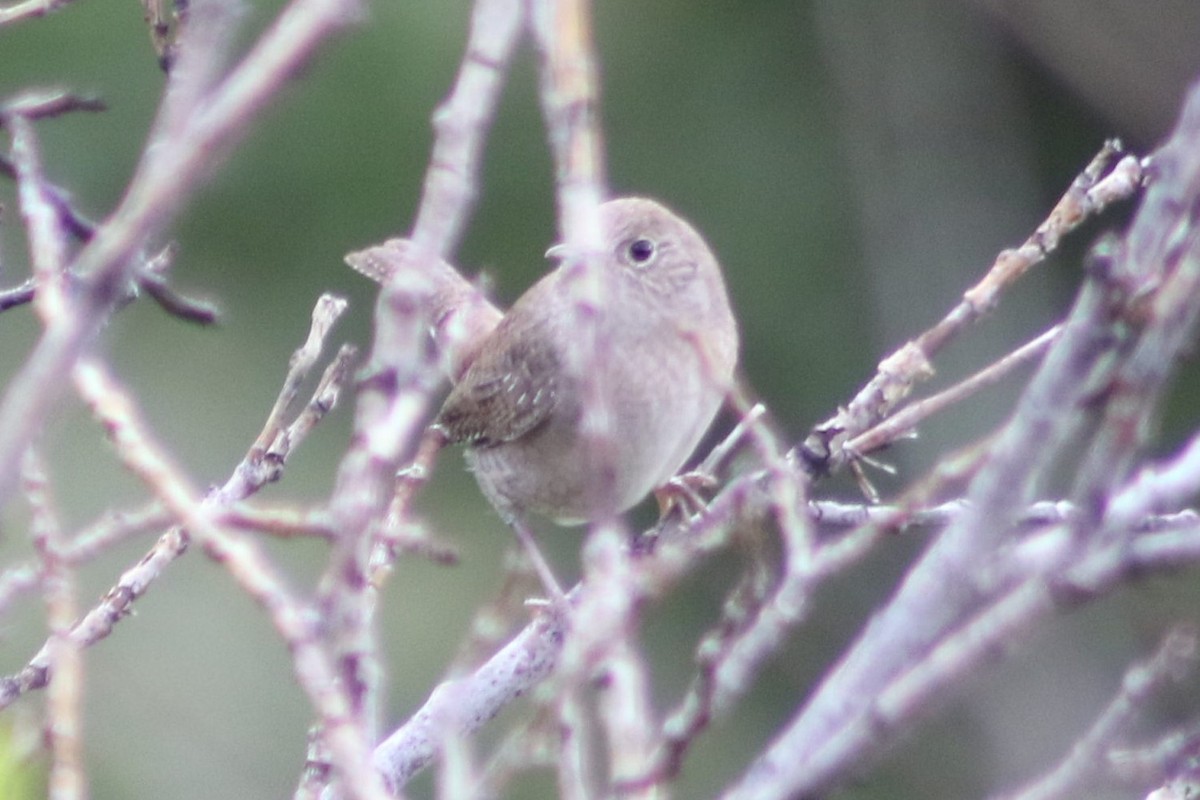 Northern House Wren - ML647611898