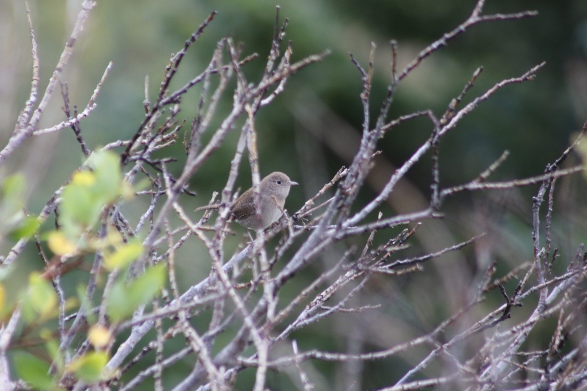 Northern House Wren - ML647611899