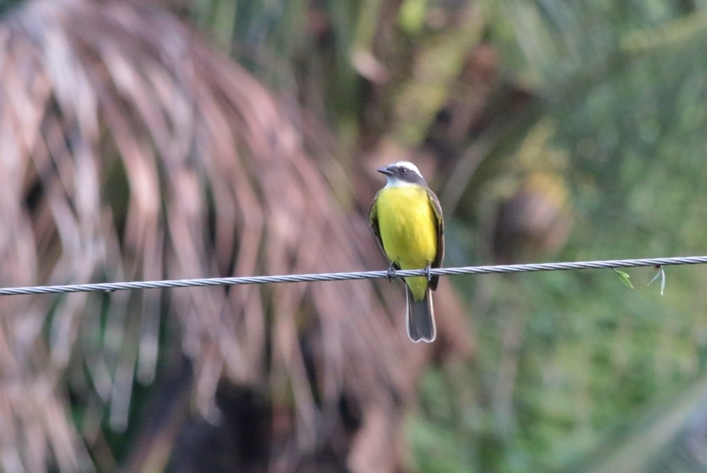 Tyran sociable - ML647611917