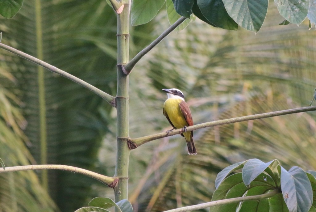 Boat-billed Flycatcher - ML647611918