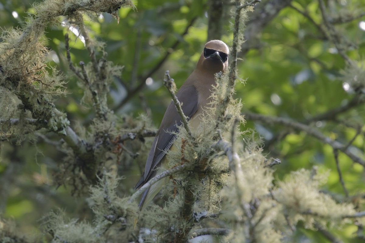 Cedar Waxwing - ML647611928