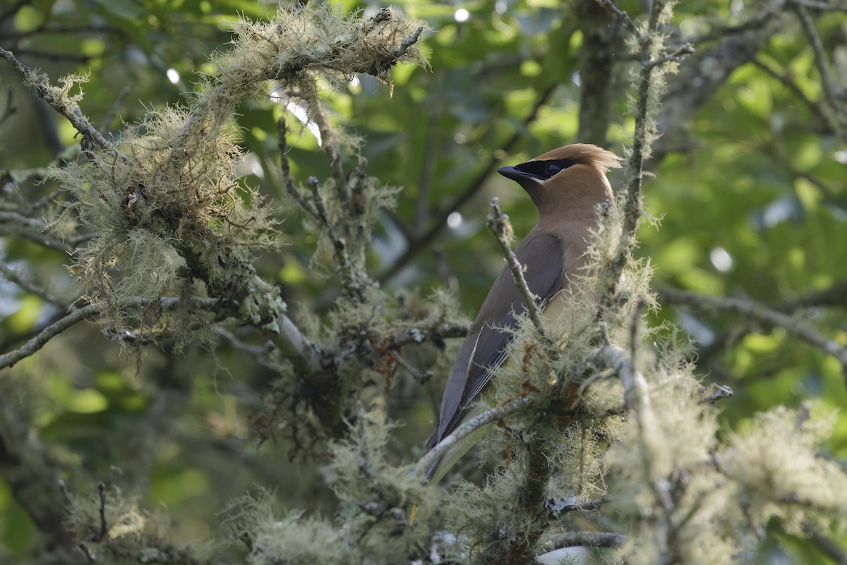 Cedar Waxwing - ML647611931