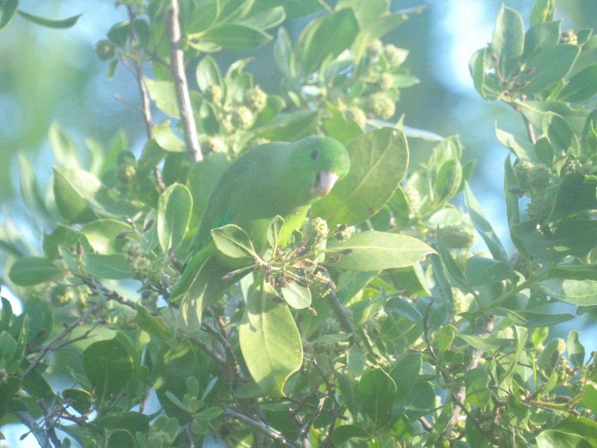 Green-rumped Parrotlet - ML647611948