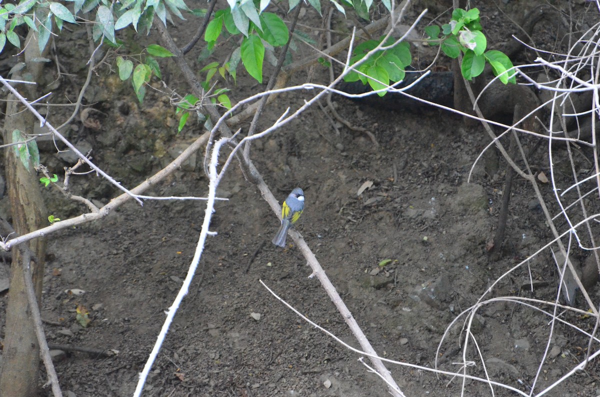 Ashy Bulbul - ML647611955