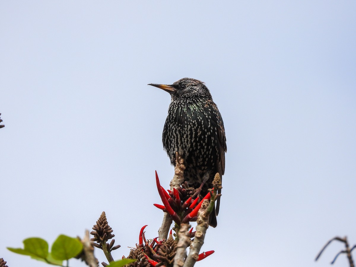 European Starling - ML647611959
