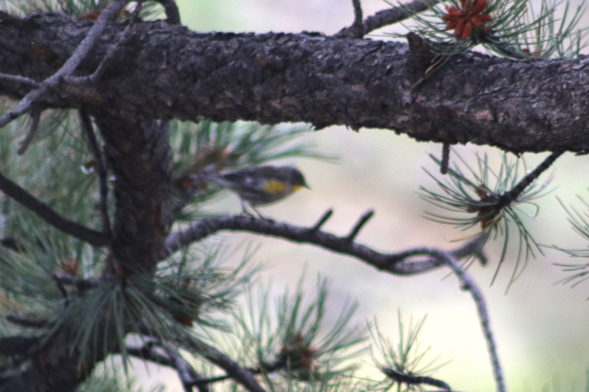 Yellow-rumped Warbler (Audubon's) - ML647611960