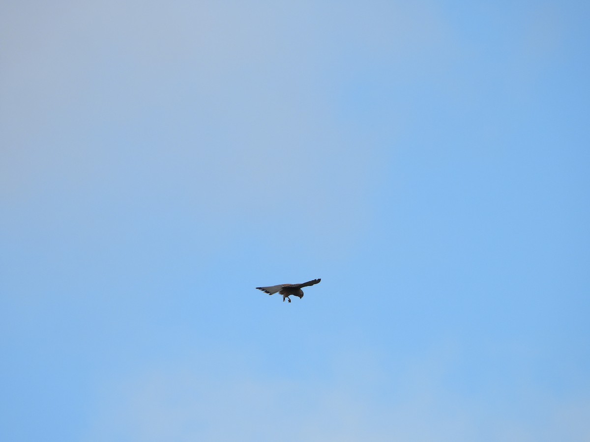 Eurasian Kestrel - ML647611961